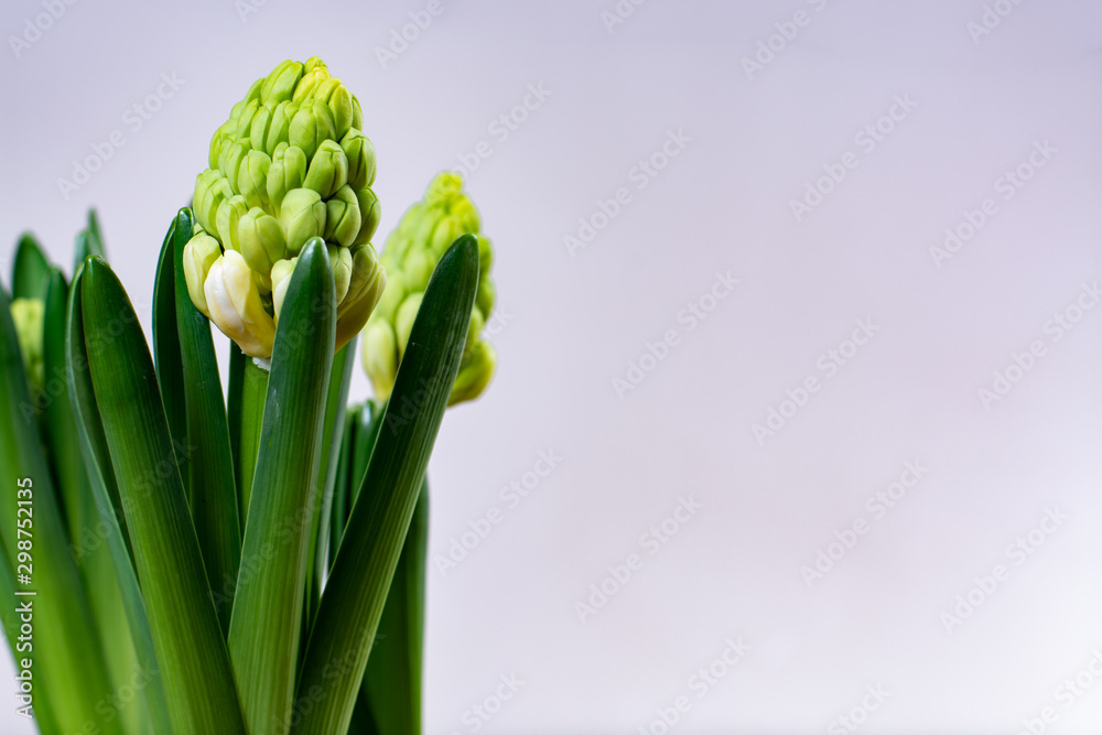 Obraz premium Garden works in spring, young Dutch hyacinth flowers close up
