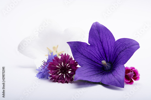 White and purple bell flowers and cornflowers close up  isolated on white background