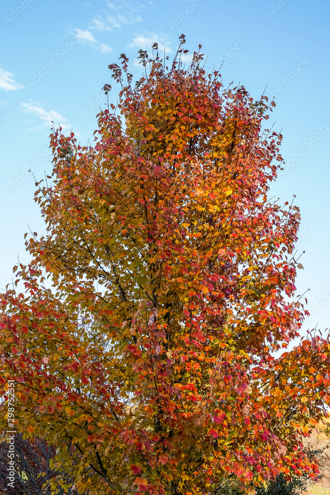 Changing leaf colors of this tree during the peak of fall foliage. Changing leaf colors of this tree during the peak of fall foliage.