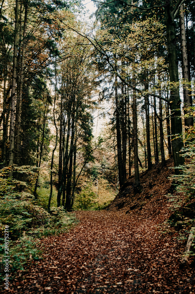 Fototapeta premium Wälder