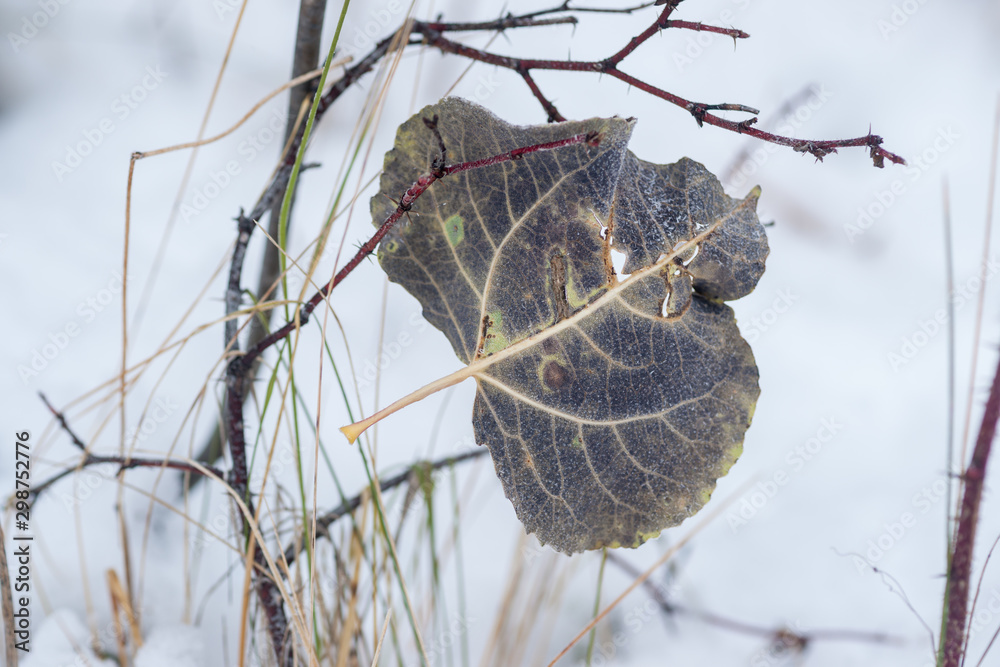 Obraz premium Hanging Aspen Fall Leaf