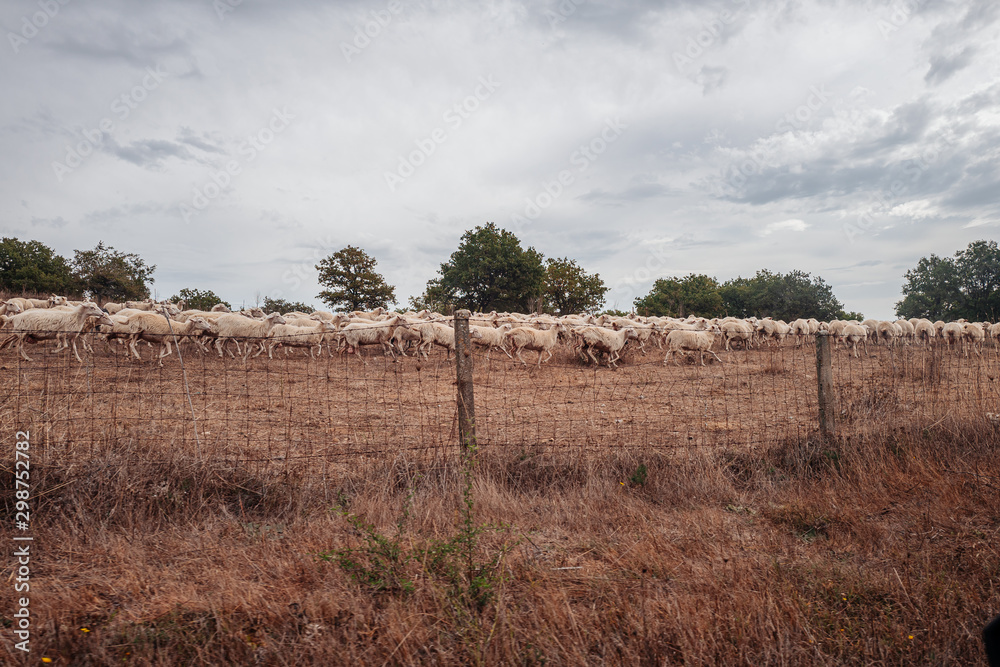 Grazing sheeps in the countryside of Sardinia, Italy