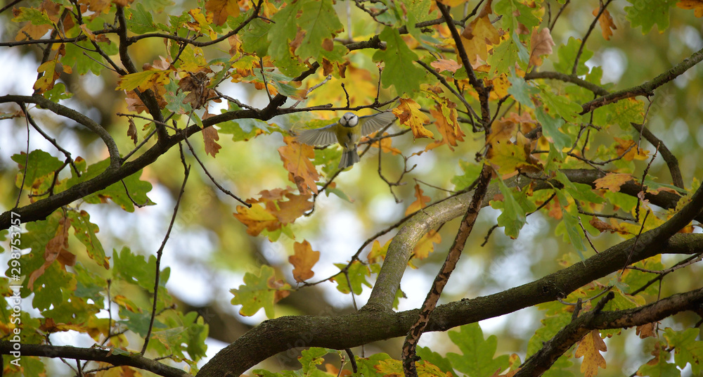 Blue Tit (Parus caeruleus) in flight somewhere in Poland during beautiful autumn. Blue Tit (Parus caeruleus) in flight somewhere in Poland during beautiful autumn.