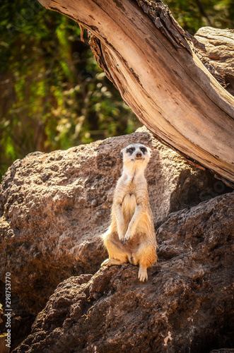 Meerkat