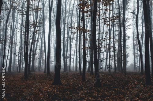 tall trees in fog in forest © Svetlana