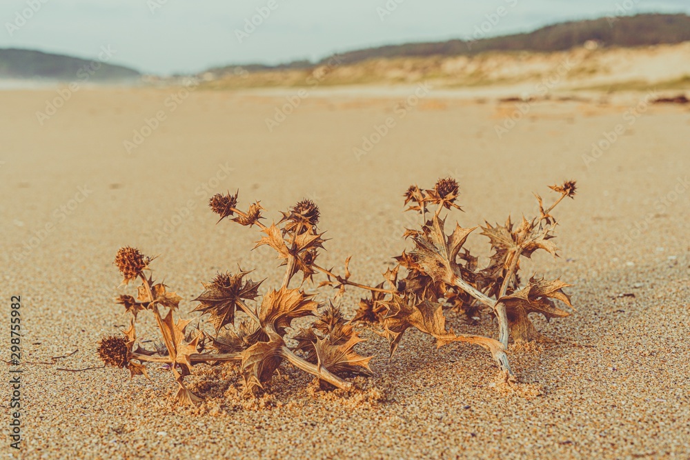 Obraz premium Plantas secas sobre la arena de una playa salvaje y solitaria en una tarde melancólica de otoño