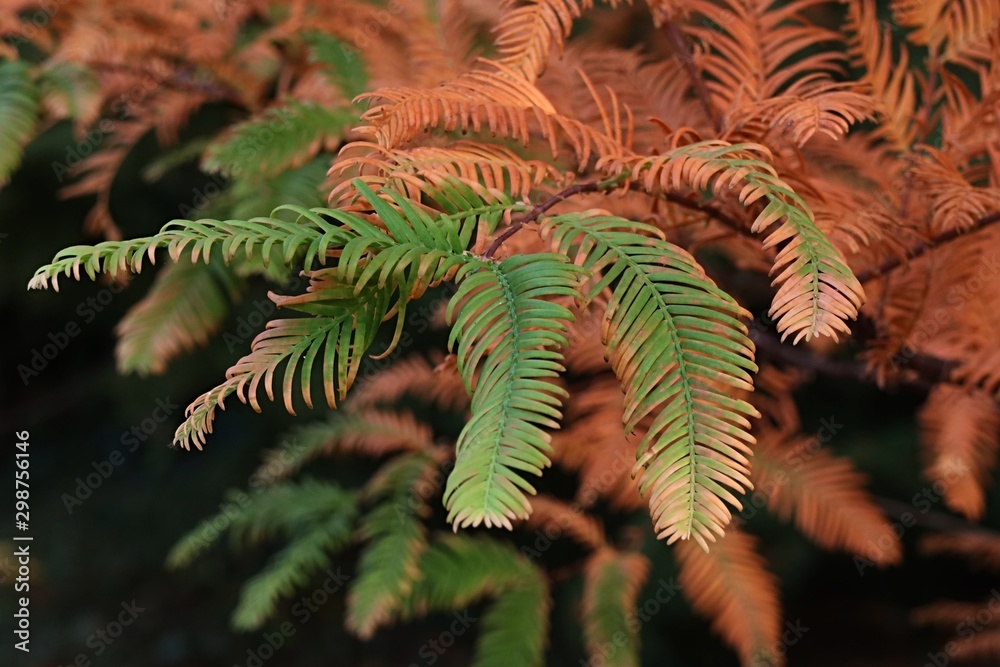Multicoloured autumn branch of deciduous dawn redwood tree, latin name Metasequoia glyptostroboides.