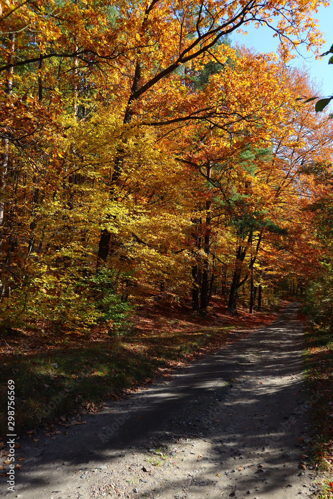 Herbststimmung im Wald