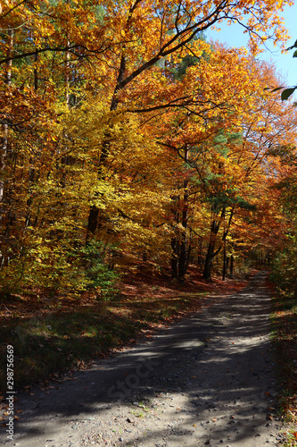 Herbststimmung im Wald © nika