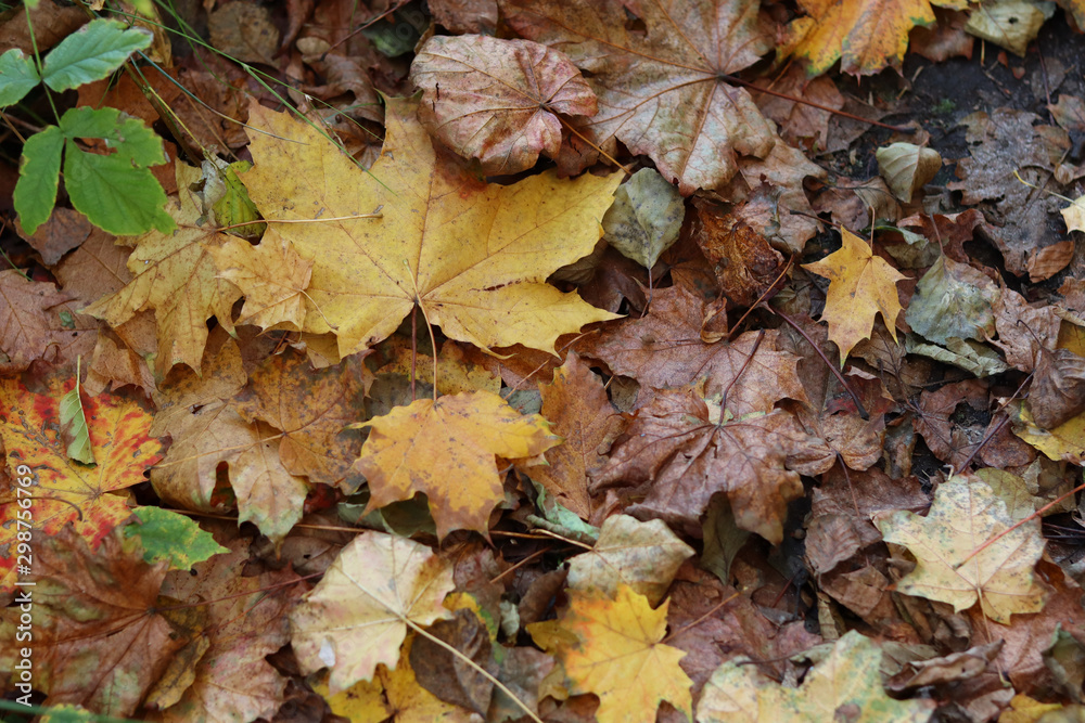 Herbstlaub