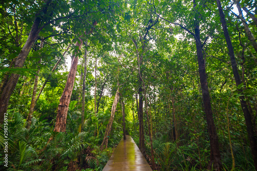 Wooden pathway in deep green mangrove forest