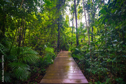 Wooden pathway in deep green mangrove forest