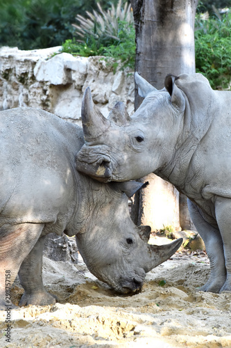 Due Rinoceronti Bianchi