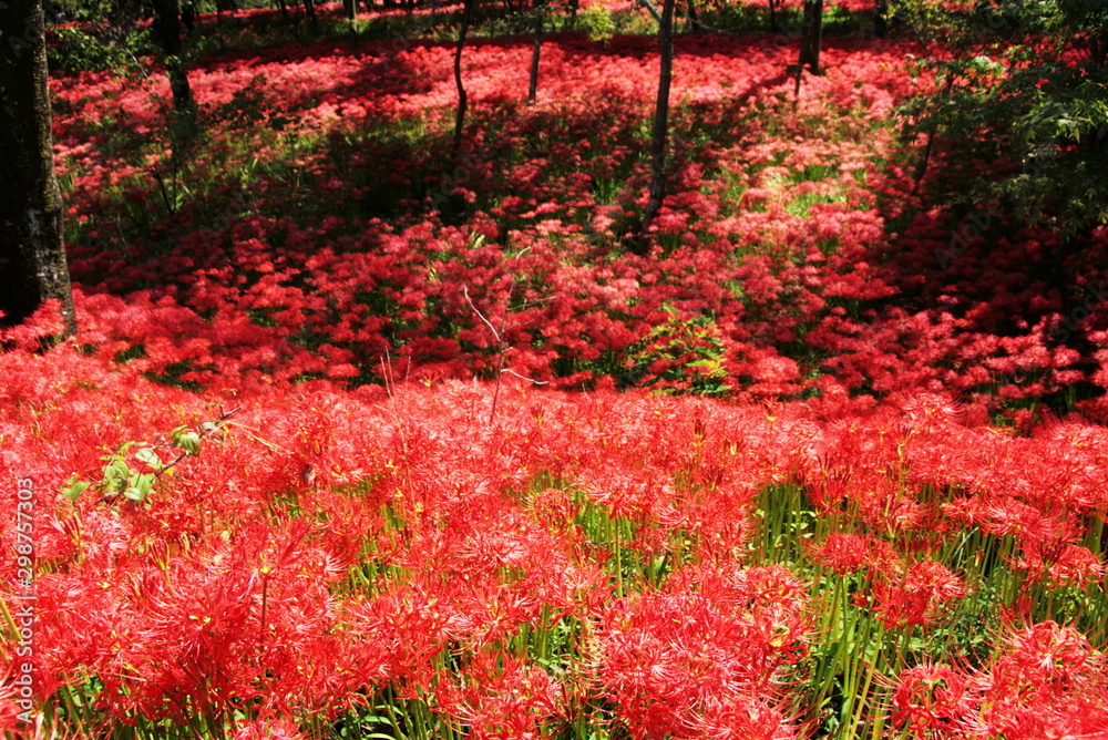 埼玉県 巾着田の曼珠沙華 彼岸花 Stock Photo Adobe Stock