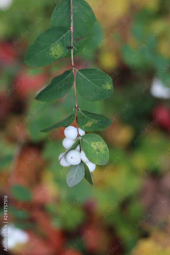 Gewöhnliche Schneebeere. Symphoricarpos albus. Gewöhnliche Schneebeere. Symphoricarpos albus.