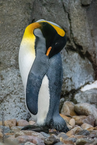 King Penguin  aptenodytes patagonicus  is the second largest species of penguin.
