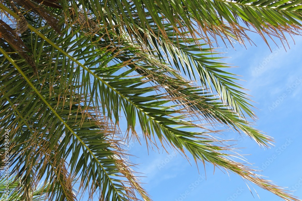 Palm tree branches on blue sky background in Florida nature Palm tree branches on blue sky background in Florida nature