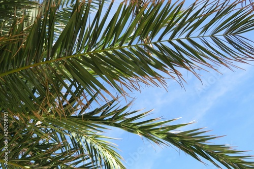 Palm tree branches on blue sky background in Florida nature  closeup