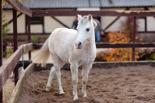 Horse on levada of equestrian club. © Maria Sbytova