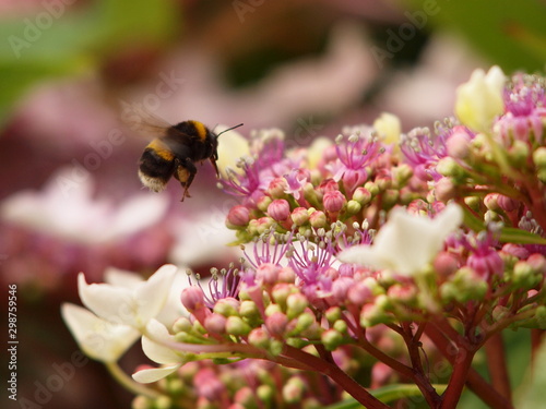 Bee Collecting Pollen © Bob