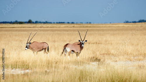 Two southern oryx  Oryx gazella  in Namibia