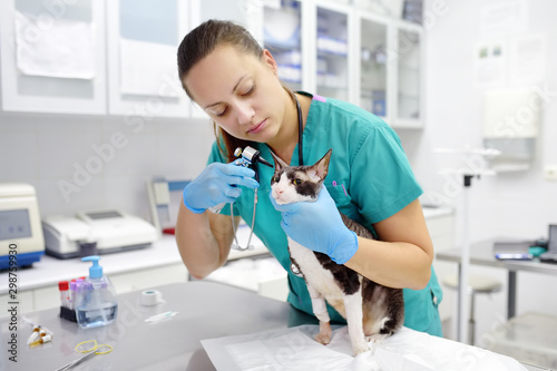 Billede på lærred Veterinarian doctor checking the ears of cat of the breed Cornish Rex with otoscope in veterinary clinic
