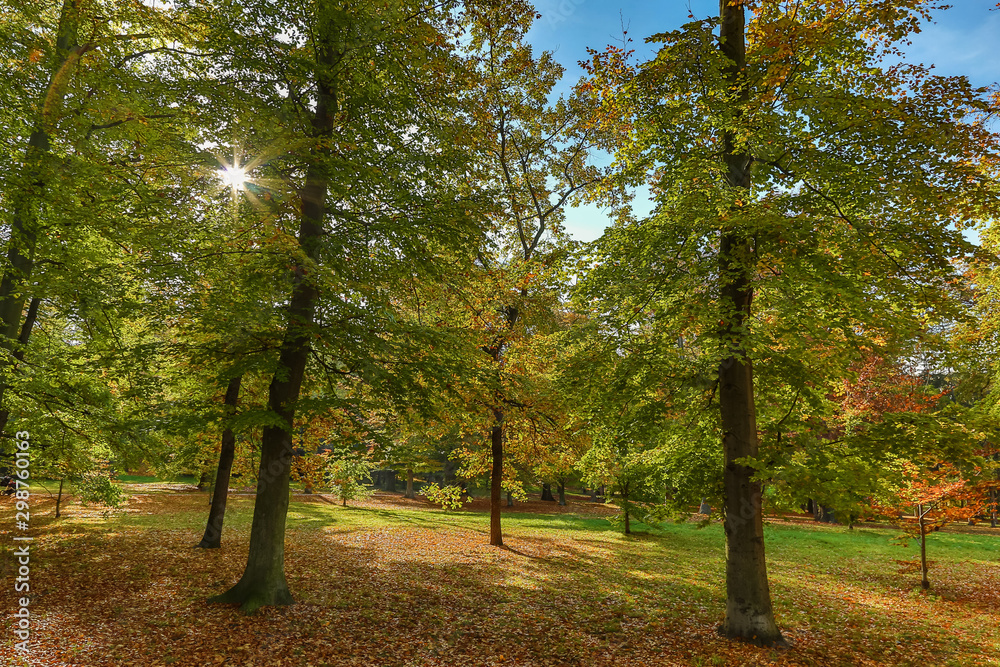 Fototapeta premium Autumn nature with sun rays