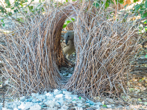 Foto Great Bowerbird with his Bower