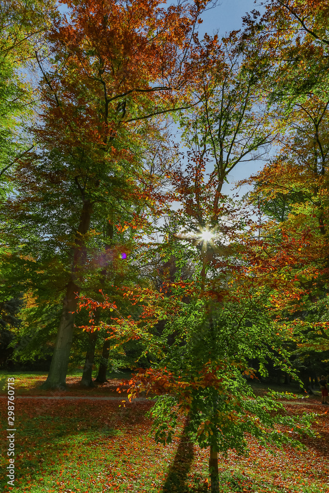 Obraz premium view to autumn treetop in forest landscape