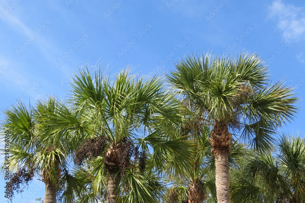 Fototapeta premium Palm trees on blue sky background in Florida nature