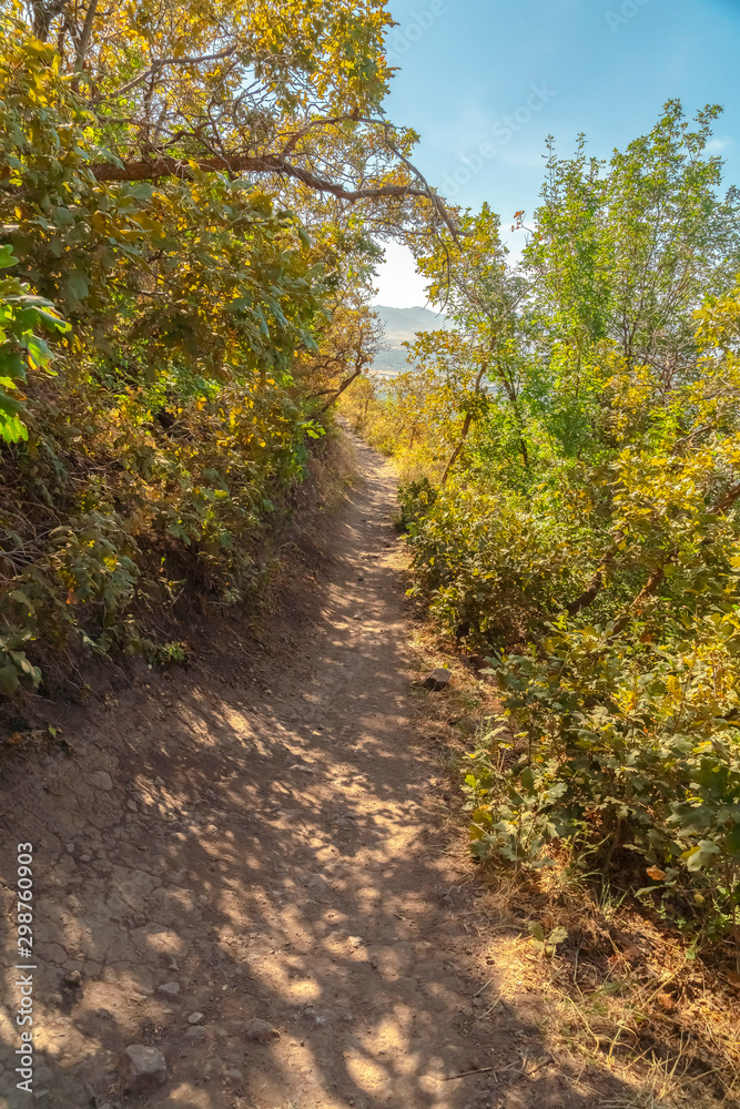Narrow dirt road under the shadows of abundant green forest trees on a sunny day Narrow dirt road under the shadows of abundant green forest trees on a sunny day