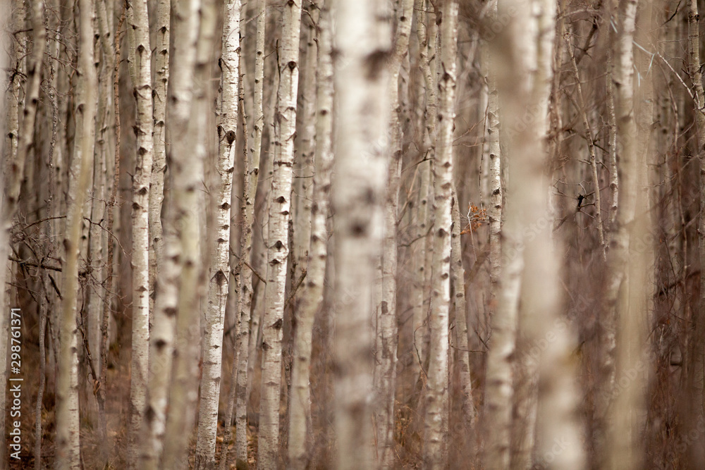 Obraz premium Aspen Forest 2