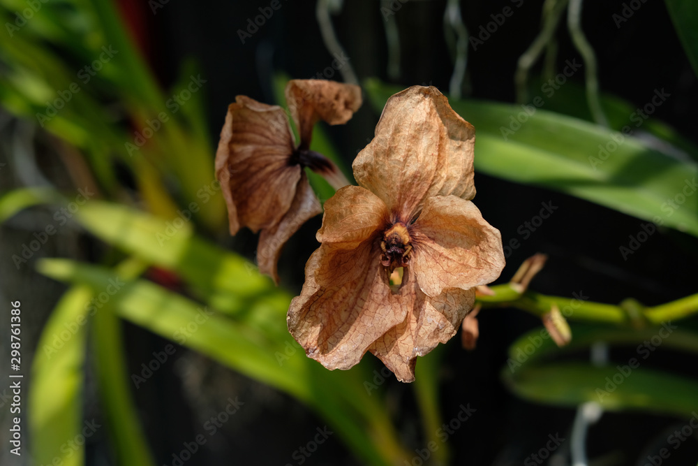 Dried abandoned brown orchid flower Dried abandoned brown orchid flower