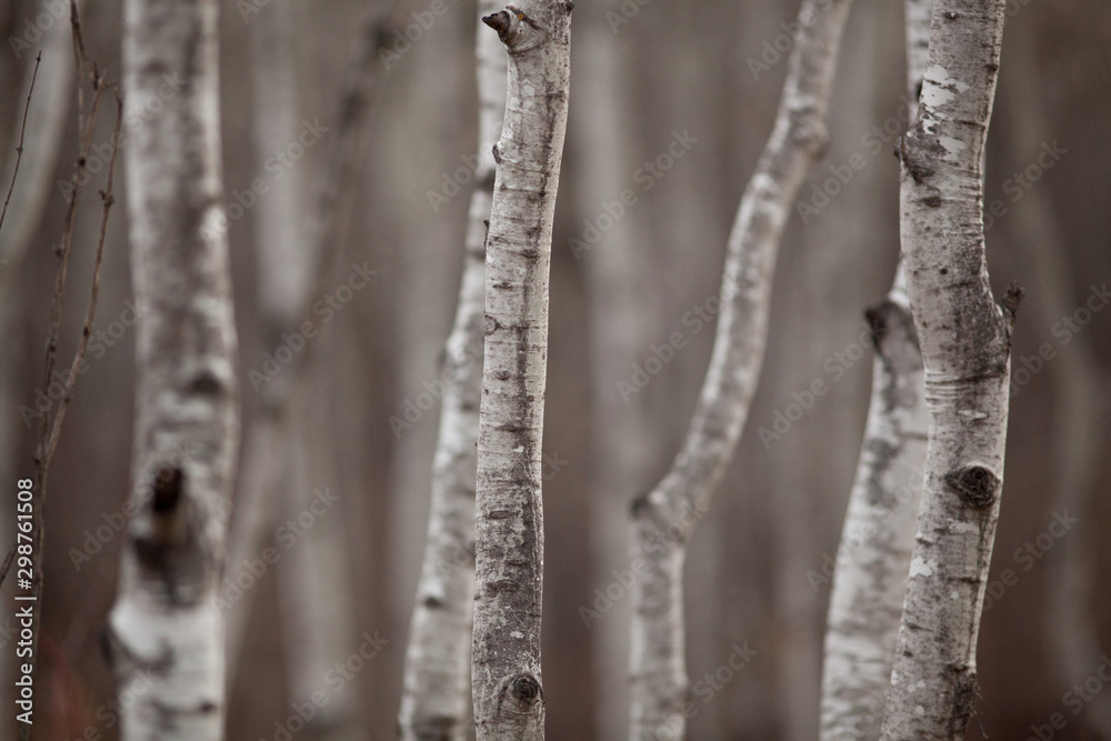 Obraz premium Aspen Forest 9