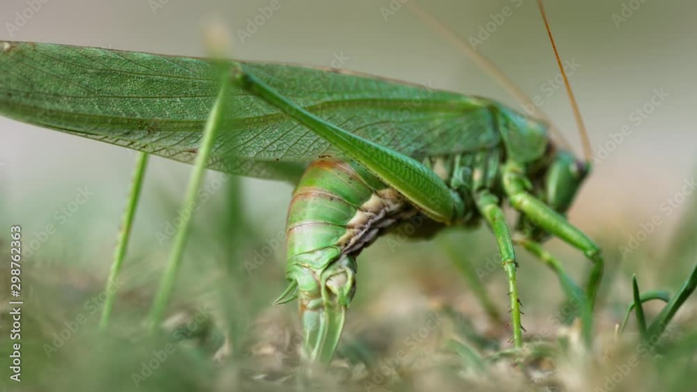 Big green locust female lays eggs Big green locust female lays eggs