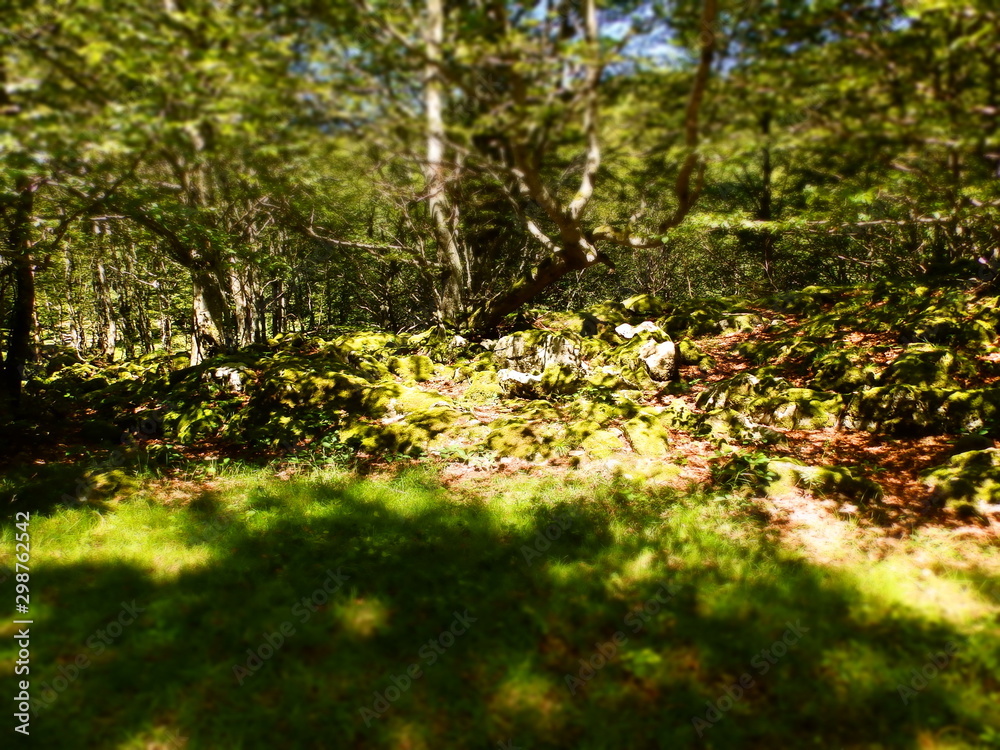 Fototapeta premium OLYMPUS DIGITAL CAMERA