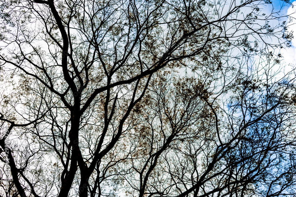 tree in the sky tree in the sky