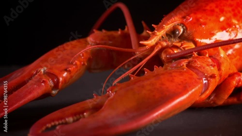 Steamed lobster seafood on black background