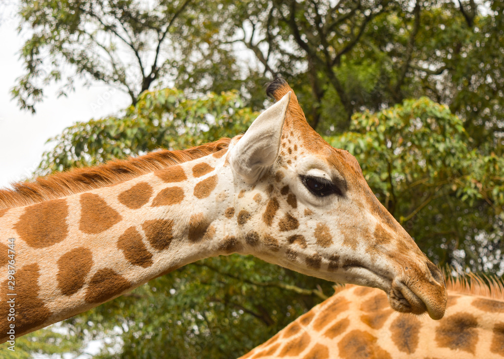 Obraz premium Sideview of Rothschild's giraffe head and neck. Closeup.