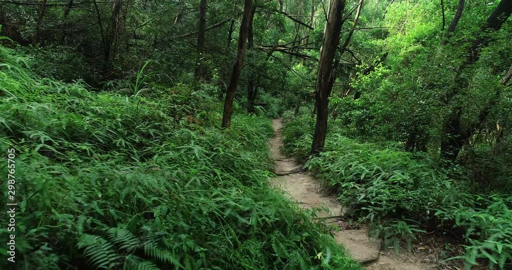 Aerial view of woman trail runner running in tropical forest Aerial view of woman trail runner running in tropical forest