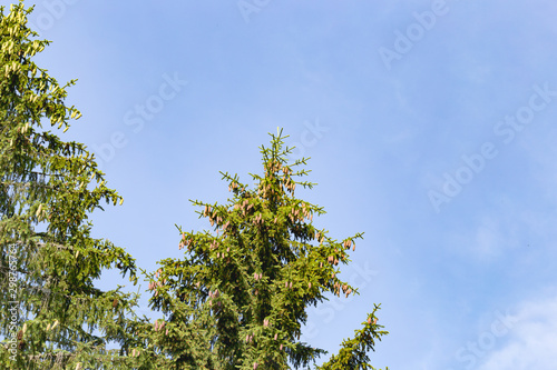 Branches with needles of  pine  tree close-up against a blue sky