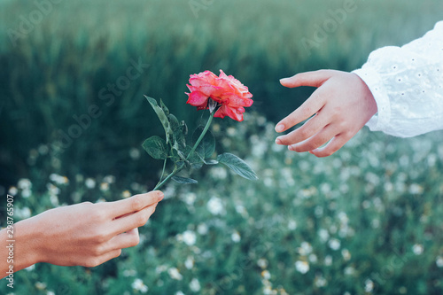 ็Hand holding rose flower to give someone in the meadow.