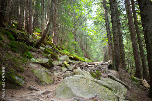Beautiful green forest