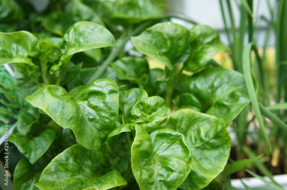 Brazilian Spinach or Sissoo spinach or Samba lettuce. These vegetables also provide a variety of health benefits such as anti-cancer and vitamin K. Brazilian Spinach or Sissoo spinach or Samba lettuce. These vegetables also provide a variety of health benefits such as anti-cancer and vitamin K.