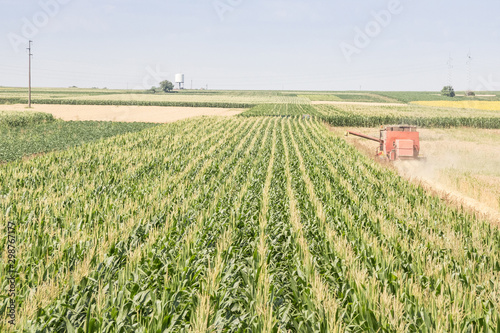 Quadro em tela Combine harvester, a threshing machine, collecting corn on Cornfields, with rows, on plains of Voivodina, the most rural & agricultural region of Serbia