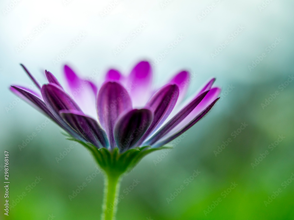 Close up of a purple daisy