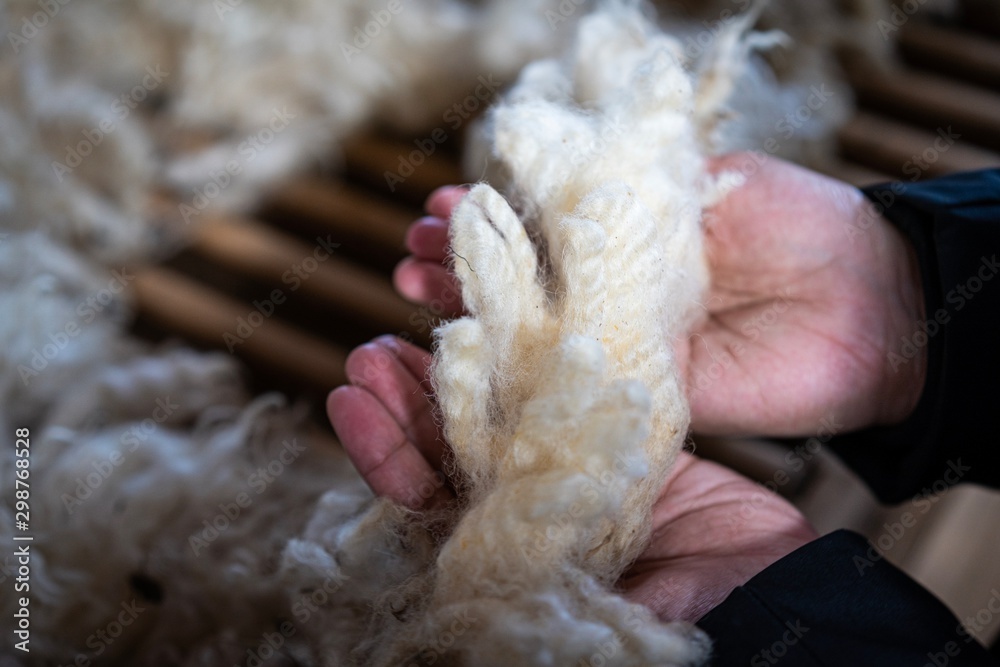 Sheared lamb wool on a table Sheared lamb wool on a table