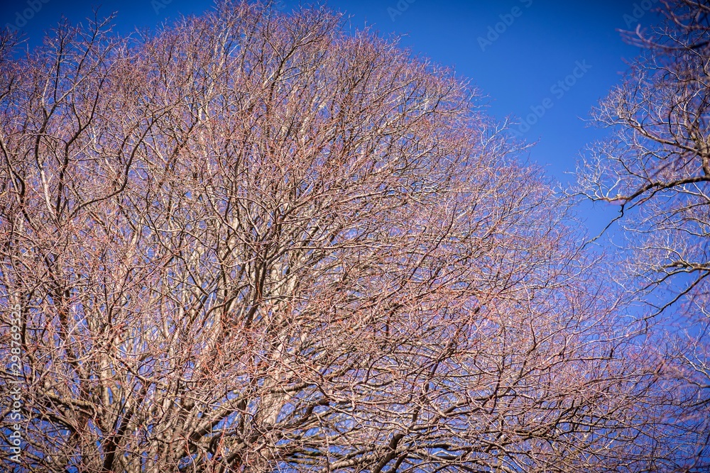 Dried out tree branches against blue sky Dried out tree branches against blue sky