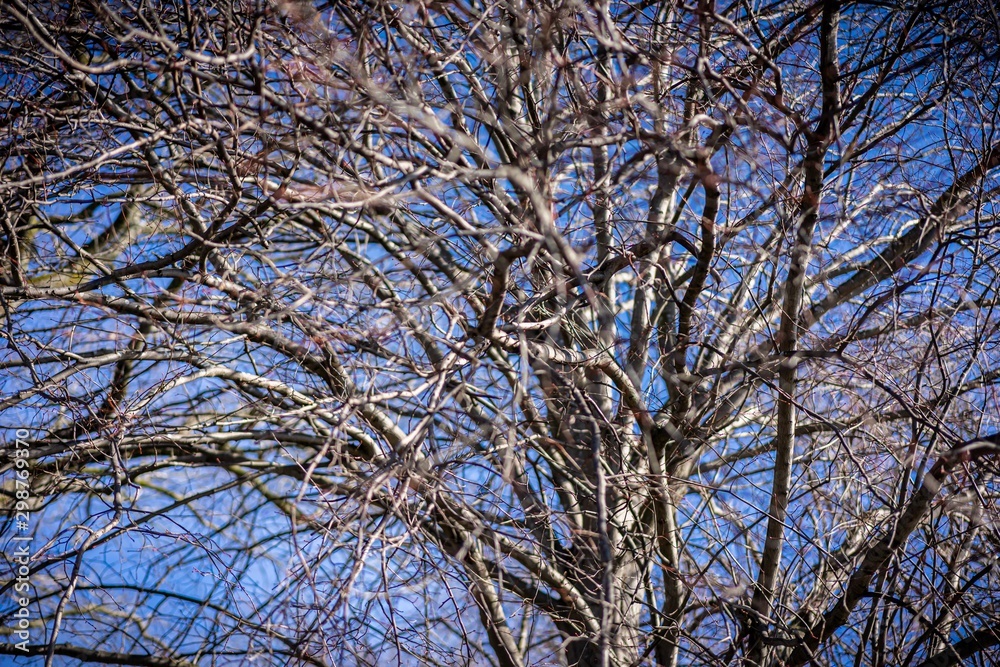 Dried out tree branches against blue sky Dried out tree branches against blue sky