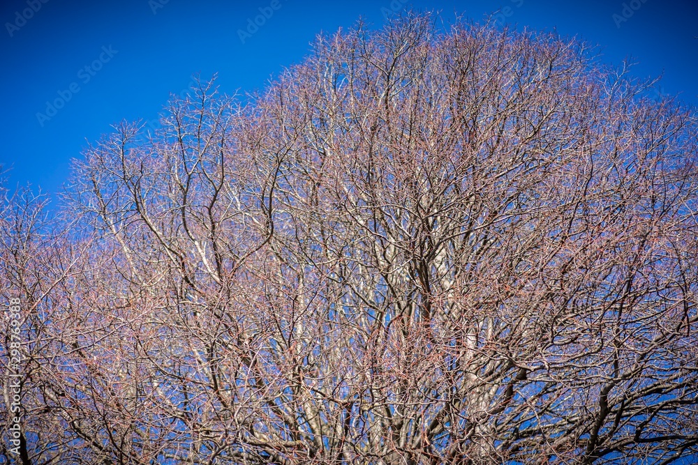 Dried out tree branches against blue sky Dried out tree branches against blue sky